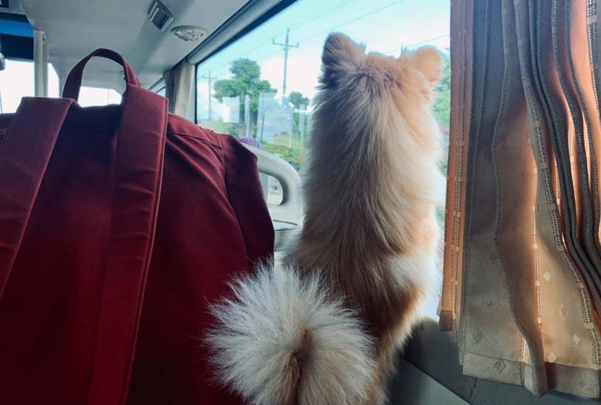Mang thú cưng đi du lịch cùng xe phòng nằm Venus Limousine