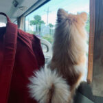 thue xe du lich co duoc mang theo cho meo Venus Limousine